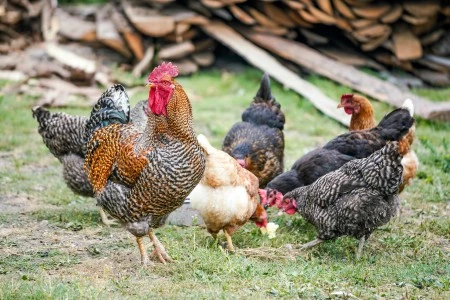 chickens